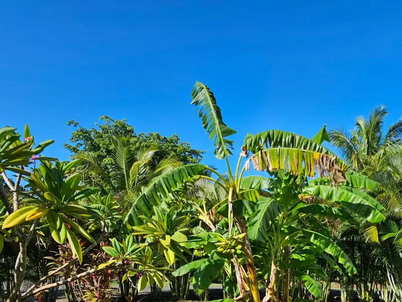 Seahorse Bed and Breakfast - Serene Retreat in La Josephina Valley, Near Tamarindo