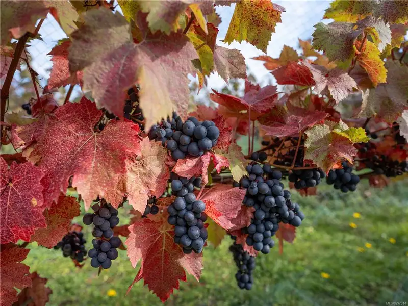 Distinguished 34-acre Vineyard Estate in Cowichan Valley with Residential and Commercial Facilities