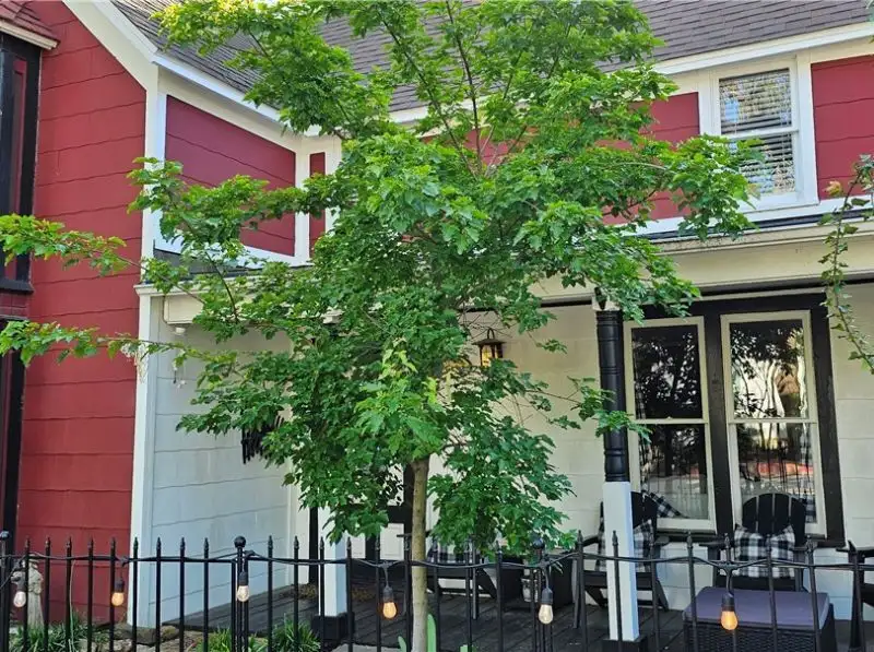 Charming Airbnb Cottage on Historic Loop with Upgrades and Large Entertaining Deck