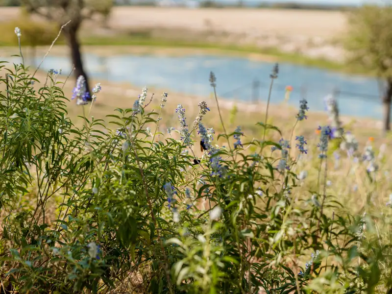 Charming Home on Kott Road in Fredericksburg, Tx