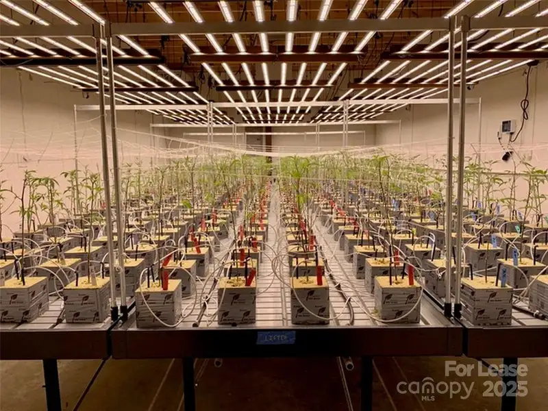 Thriving Cannabis Cultivation Business in Blue Ridge Mountains, Nc - $590k Opportunity