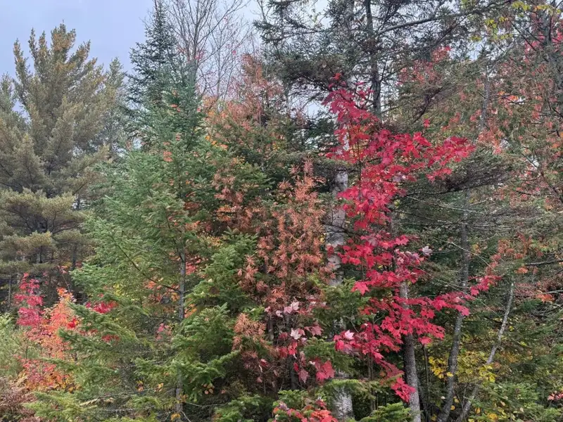 Private Domain in Saint-côme: Two Wooded Lots with Subdivision Potential