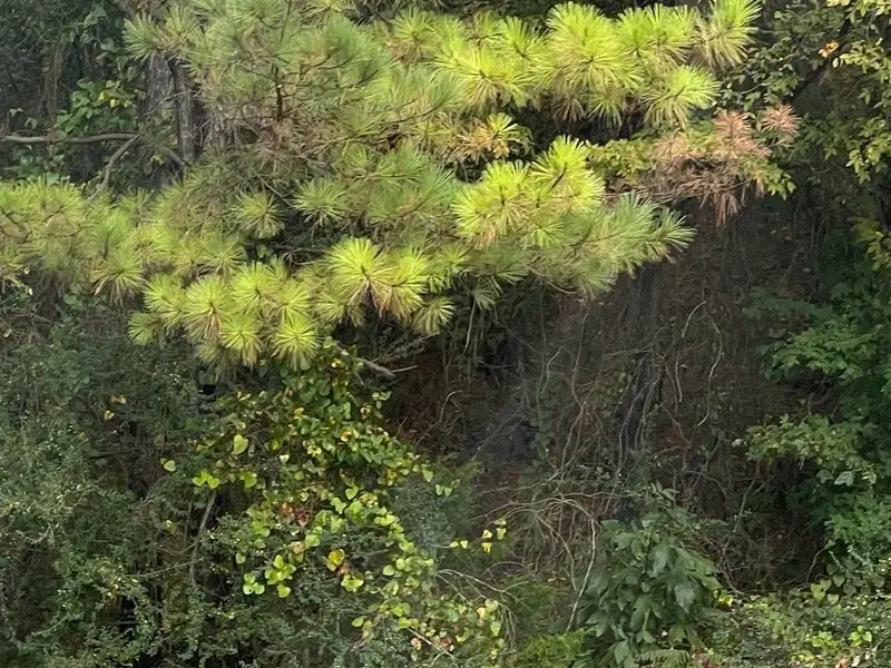 Commercial Lot for Sale in Buck Creek Cotton Mills – Ideal for Retail, Medical, or Restaurant