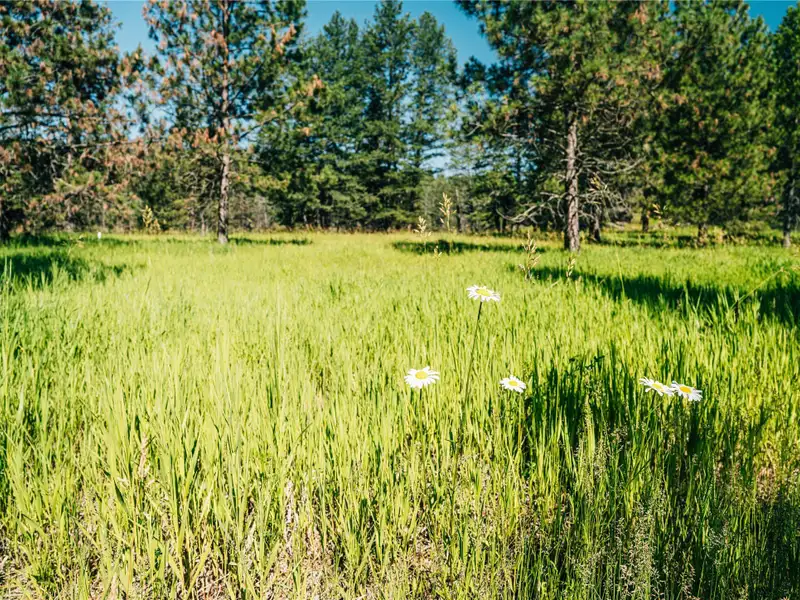 3.59-acre B-2 Zoned Land in Prime Bigfork Location with Marketable Timber
