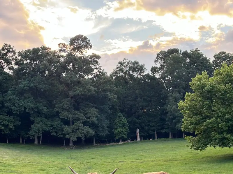 Staurolite Ranch: 119-acre Mountain Property with Event Venue and Vineyard Potential