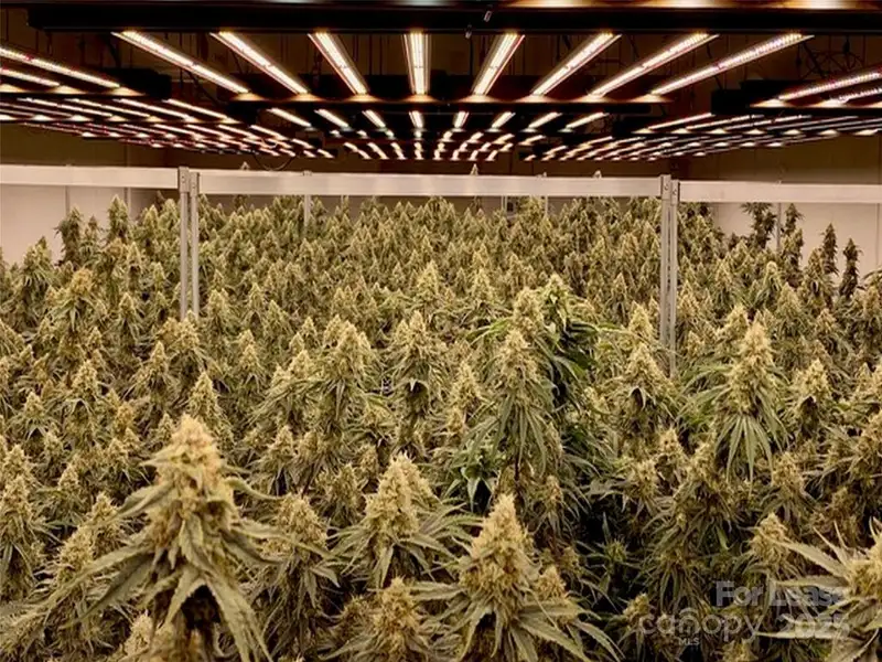 Thriving Cannabis Cultivation Business in Blue Ridge Mountains, Nc - $590k Opportunity